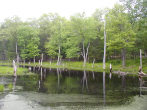 View of the Dibble Creek near the site